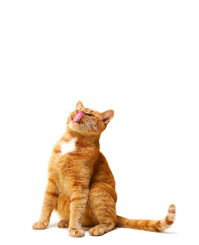 Fox Creek Animal Hospital gallery