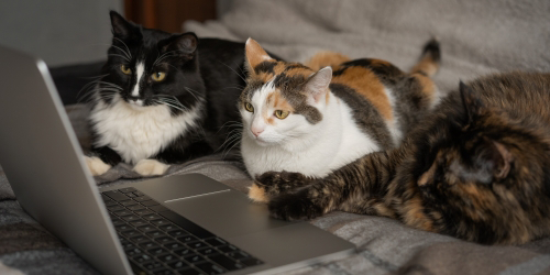 Fox Creek Animal Hospital gallery