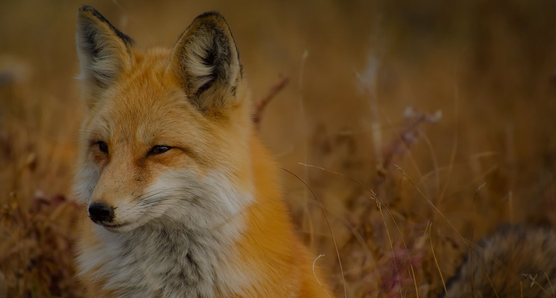 Fox Creek Animal Hospital gallery